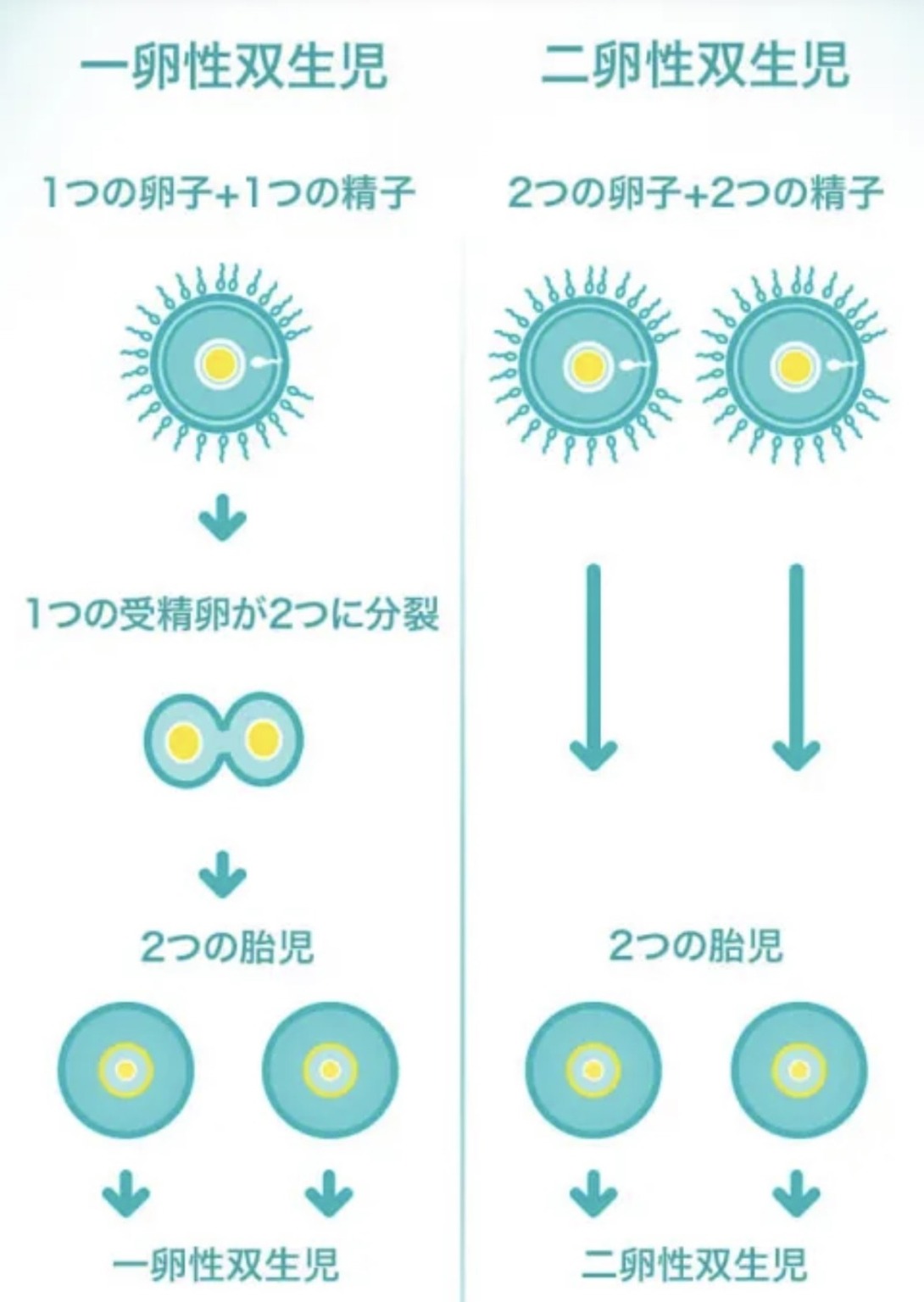 双子妊娠はいつわかる?発覚が遅いことも?あとから双子と判明するケースを体験談で解説