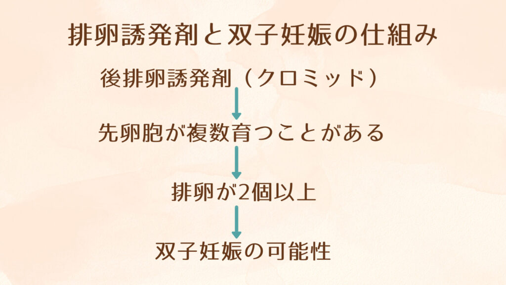排卵誘発剤と双子妊娠の仕組みの図解